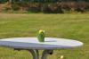 sommerfest_2013_215_medium_t1.jpg