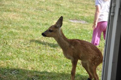 sommerfest_2013_234_medium.jpg