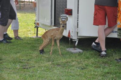 sommerfest_2013_258_medium.jpg
